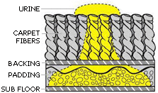 carpetclean